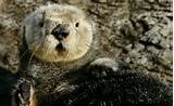 love sharks, valkyries,warriors, 49ers , and cooking. Love the roar of the ocean  , a good movie .And most of all family