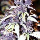 Ed Flynn - @buyinghemp - Twitter