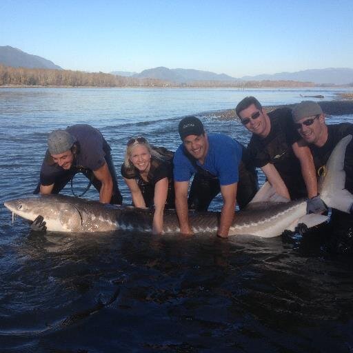 sturgeonchaser's profile picture. Head guide at Tightline Fishing Adventures # Sturgeon # Steelhead # Fly fishing # Salmon Fishing # Rainbow Trout