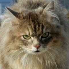 v5nino's profile picture. 萌在猥琐