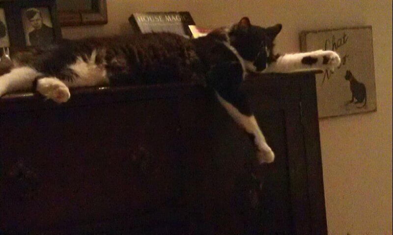 Jinababy1's profile picture. A greeting card line just for your four legged babies..