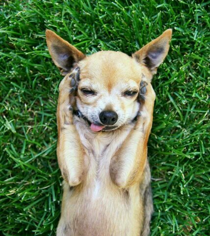 Love dogs? So do we! We post pics of the #dogs we meet out and about in #Melbourne, Australia. By dog lover @jen_kiely