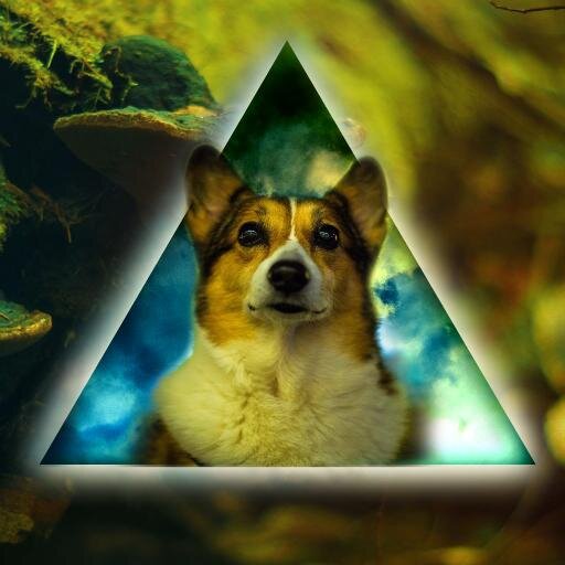 Follow the Corgis ( Run by @WillOhBe )