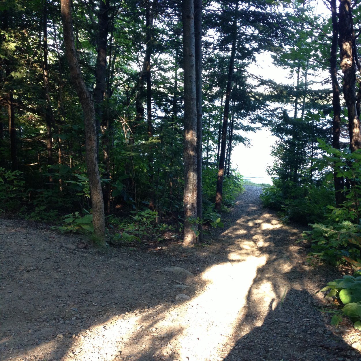 mommacardinal's profile picture. 