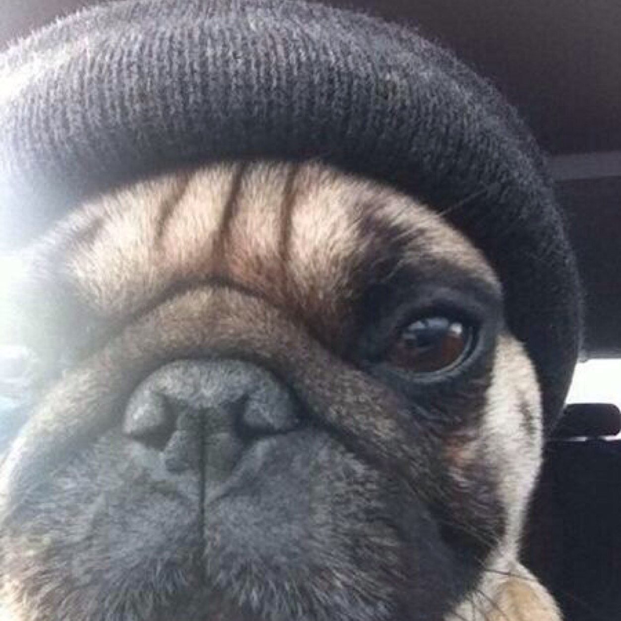 I'm just a thug ass pug, tryna make it out the dog house.