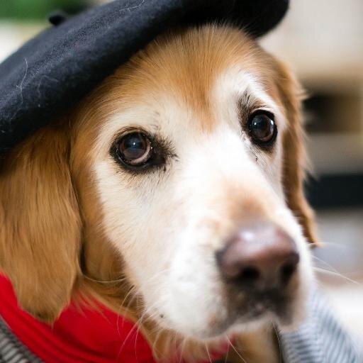 ZairaPerezPrado's profile picture. Amo alos perros y me gusta cuidarme mi salud