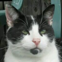 Andy Croci (@podgecat) 's Twitter Profile