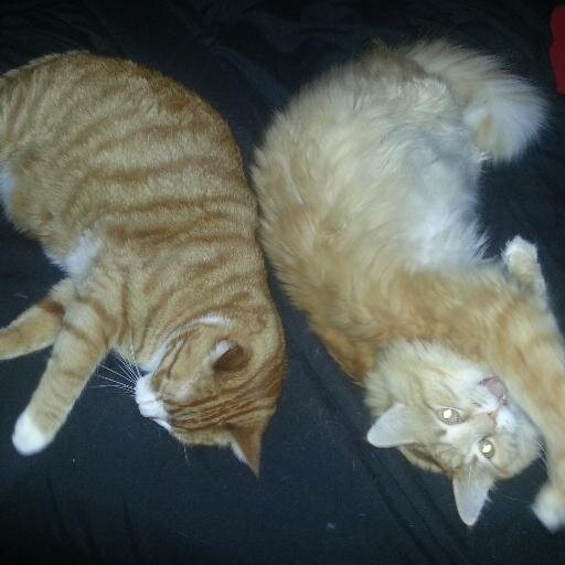 Hi, we're Boots & Fluffy. We have our human trained purr-fectly :-) He showers us with love&affection and feeds us tuna treats! Life is good! #JusticeForQuattro