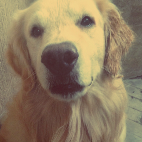 BuddyTheGolden's profile picture. Ruff! Hi, everyone! Thanks for being part of my six-year ride on earth!