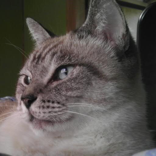 動物が大好きです。日本が大好きです。先人の方々が大切に守ってきた日本。子供たちやこれから生まれてくる子供たちの為にも私たち世代は日本の未来の為に頑張らないとなりません！
日本保守党党員。保守議員を応援しています。
