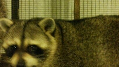 BrownRollins's profile picture. 