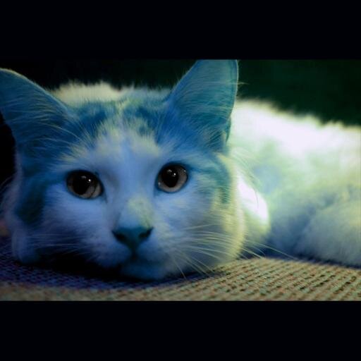 Life1sBeaut1ful's profile picture. Do what you Love, Love what you do.
Life is Beautiful ♥