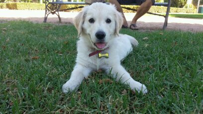 La vida desde los ojos de una dulce perrita Golden Retriever, llamada ♡Nube♡