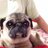 Chuckypug's profile image