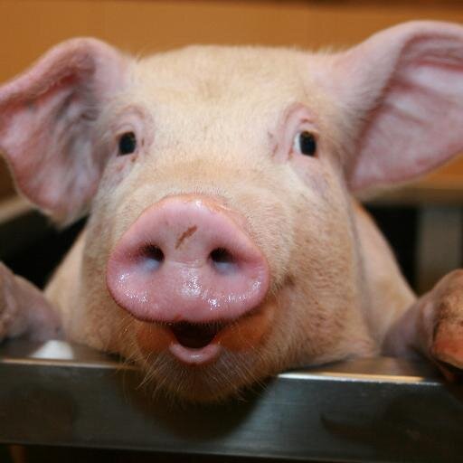 Piggy, Piggy, Piggy can't you see, sometimes your words just hypnotize me