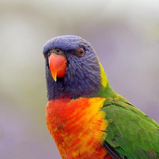 I'm Australian, I like birds and going on walks. I don't tweet much! :) she/hers