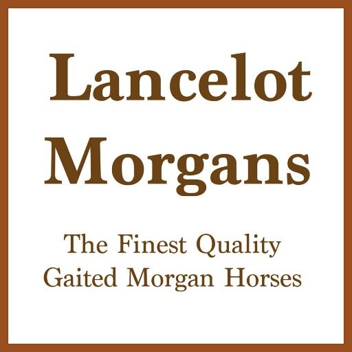 Lancelot Morgans combines fine breeding and optimal training centers to provide the ultimate of horses. #Quality #Gaited #Morgan #Horses (417) 286-4720