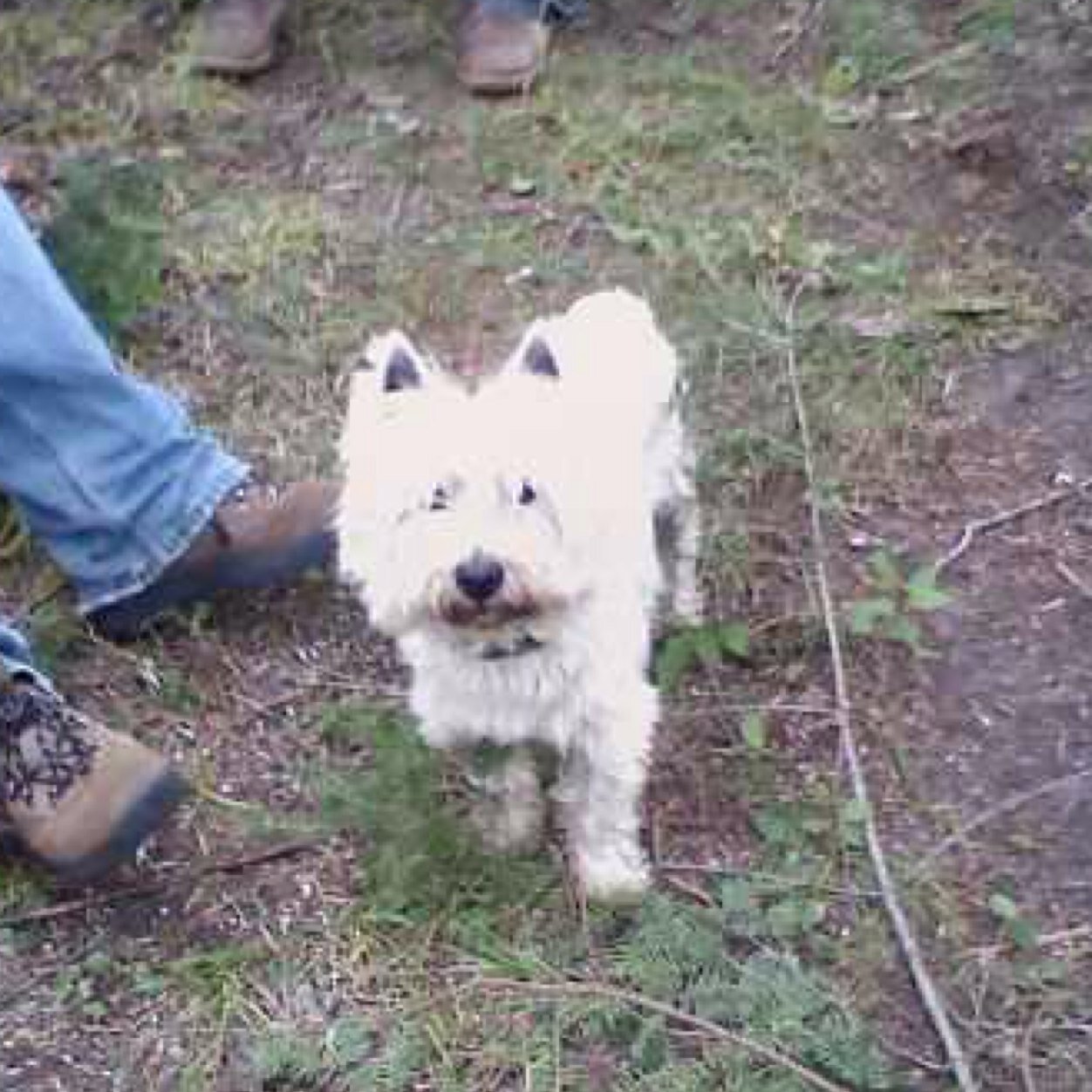 Im a dog. Deal with it. #swag