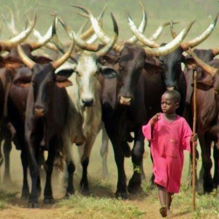 mooloturu's profile picture. 