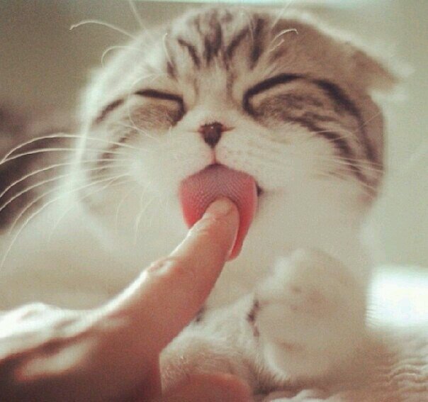 Sonya_catz's profile picture. 