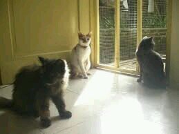 VilaSweet's profile picture. sweet pea cat balikpapan jasa penitipan kucing bayar sukarela. 081222232329