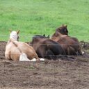 Barbara Langille - @btothearbie - Twitter