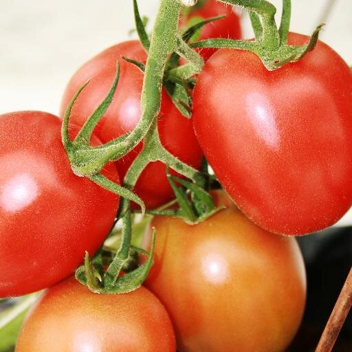 Información sobre horticultura profesional para Latinoamérica