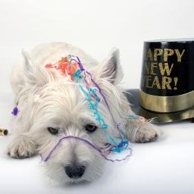 dog grooming, Rattler and Suns fan