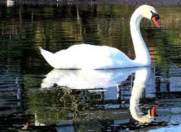 Ellesmere Shropshire Profile