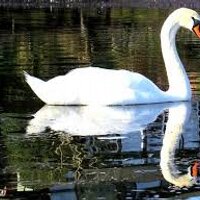Ellesmere Shropshire (@ellesmereshrop) 's Twitter Profile