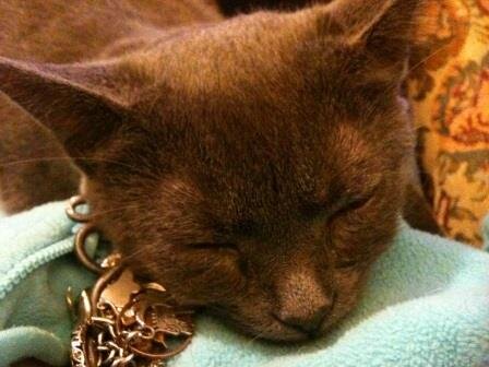 Creating and selling Cat inspired gifts, maille jewellery, myths and fantasy items. @ShropsCatRescue volunteer & cat lover