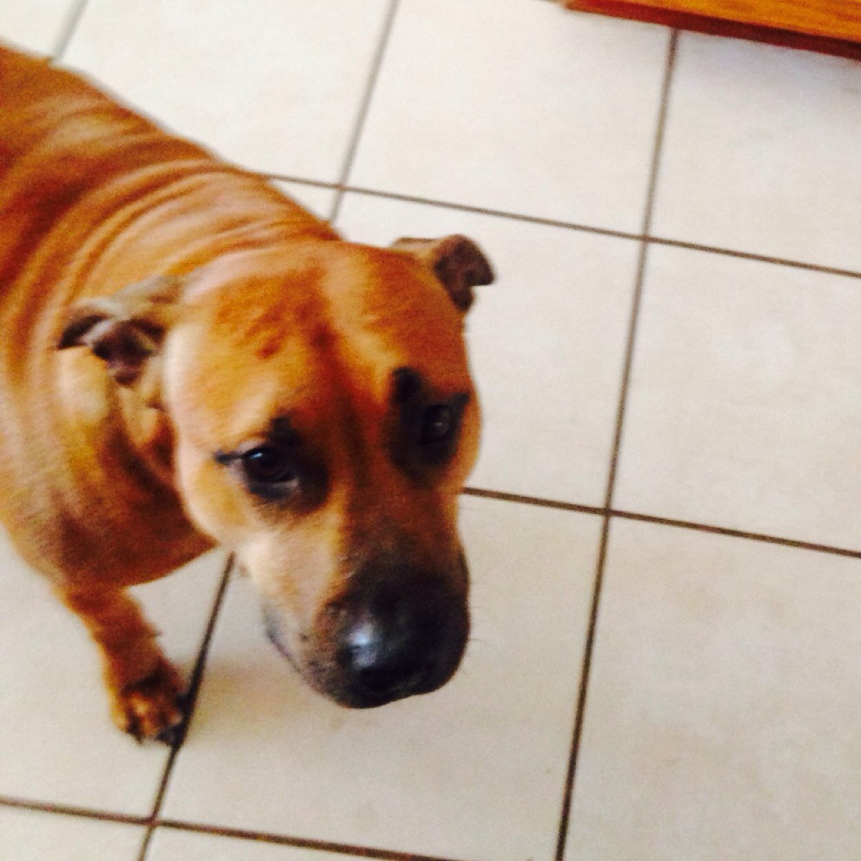 RuffmRuffus's profile picture. I'm a funny, sweet pit bull terrior. Mommy calls me a bottomless pit because I always want to eat. Also like to cuddle and play.