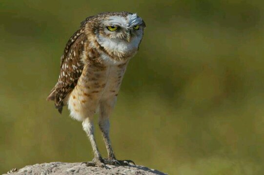 KimberleyDub's profile picture. I'm an angry owl.
