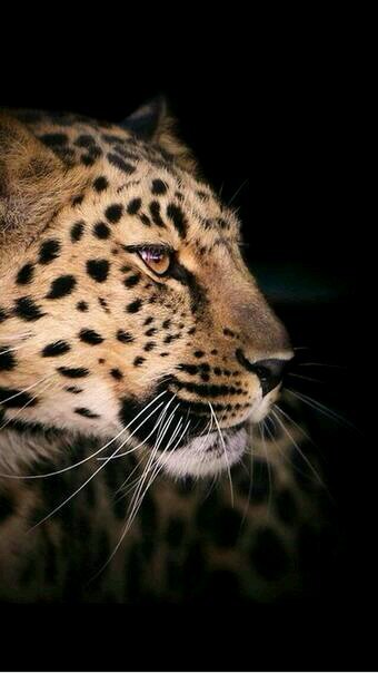 lenovonovole's profile picture. 