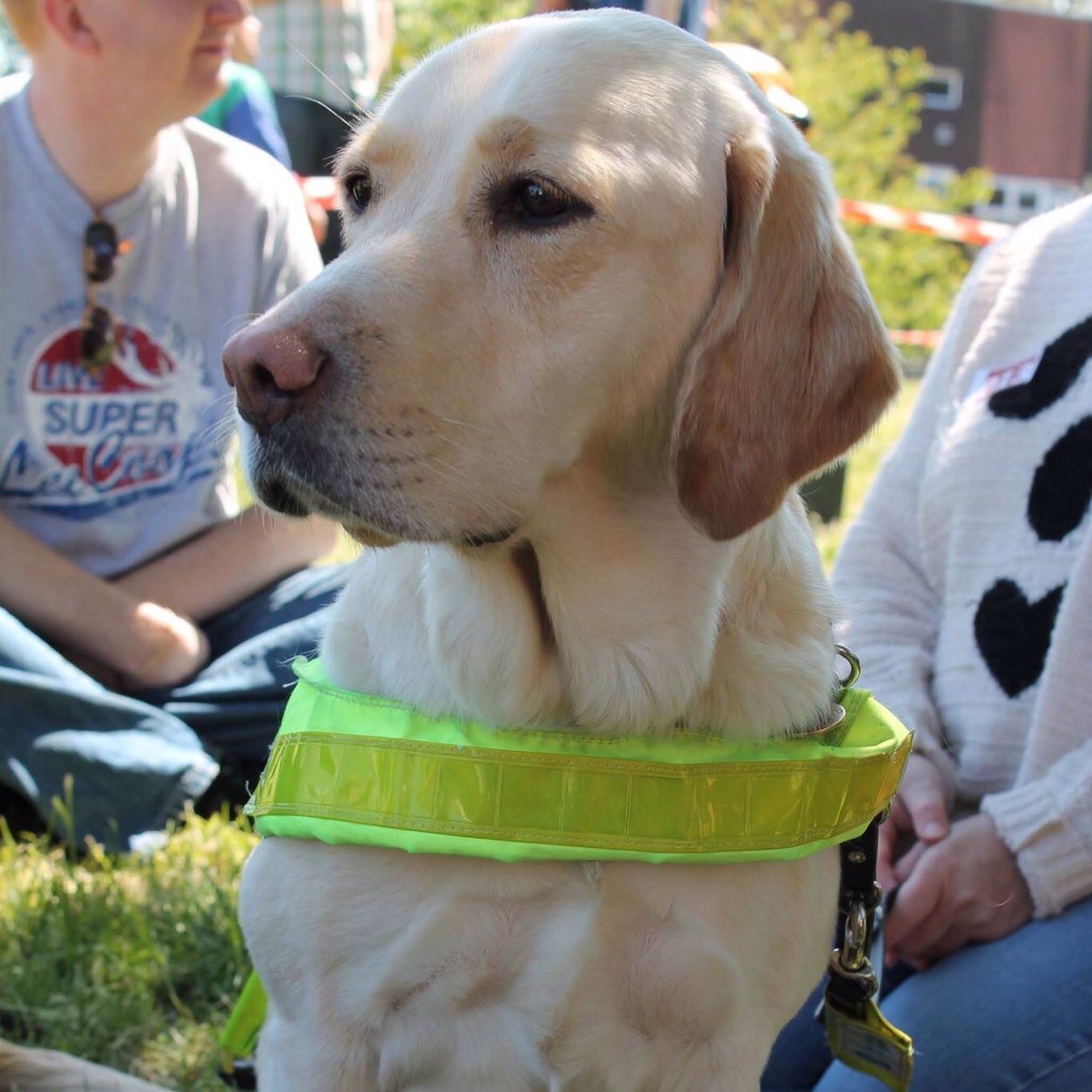 My name is Wanda aka Princess Wands. I am a golden retriever lab cross. I'm seven years old and have been working with my mum for five years. Wags.