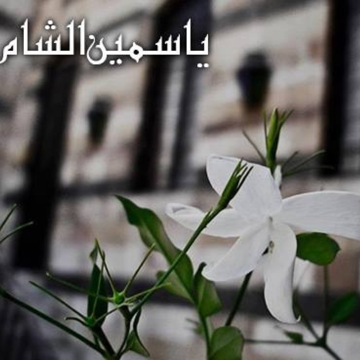 صور ياسمين ورد