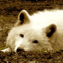 Diane Denny - @DianeDennyFall - Twitter