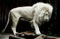 A.L.P.H.A
ASSERTIVE
LEADERSHIP
PURSUING
HONOR &
ALLEGIANCE
