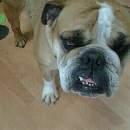 AulettaElla's profile picture. 