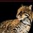 TEPXoriet's profile image