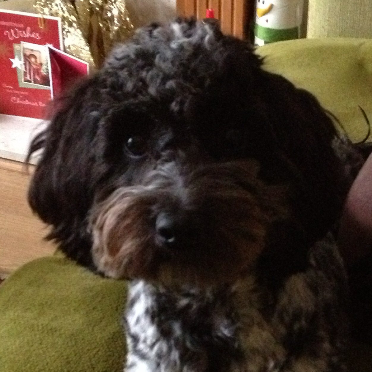 PollyCockapoo's profile picture. I'm a Cockapoo. I live with my Nana, my Mum, whose a Childminder, Charlie and George and a cat called Sooty. My life is busy. I love puddles and food & my bed!