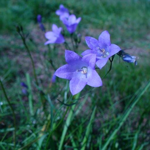 viola__aloiv's profile picture. 