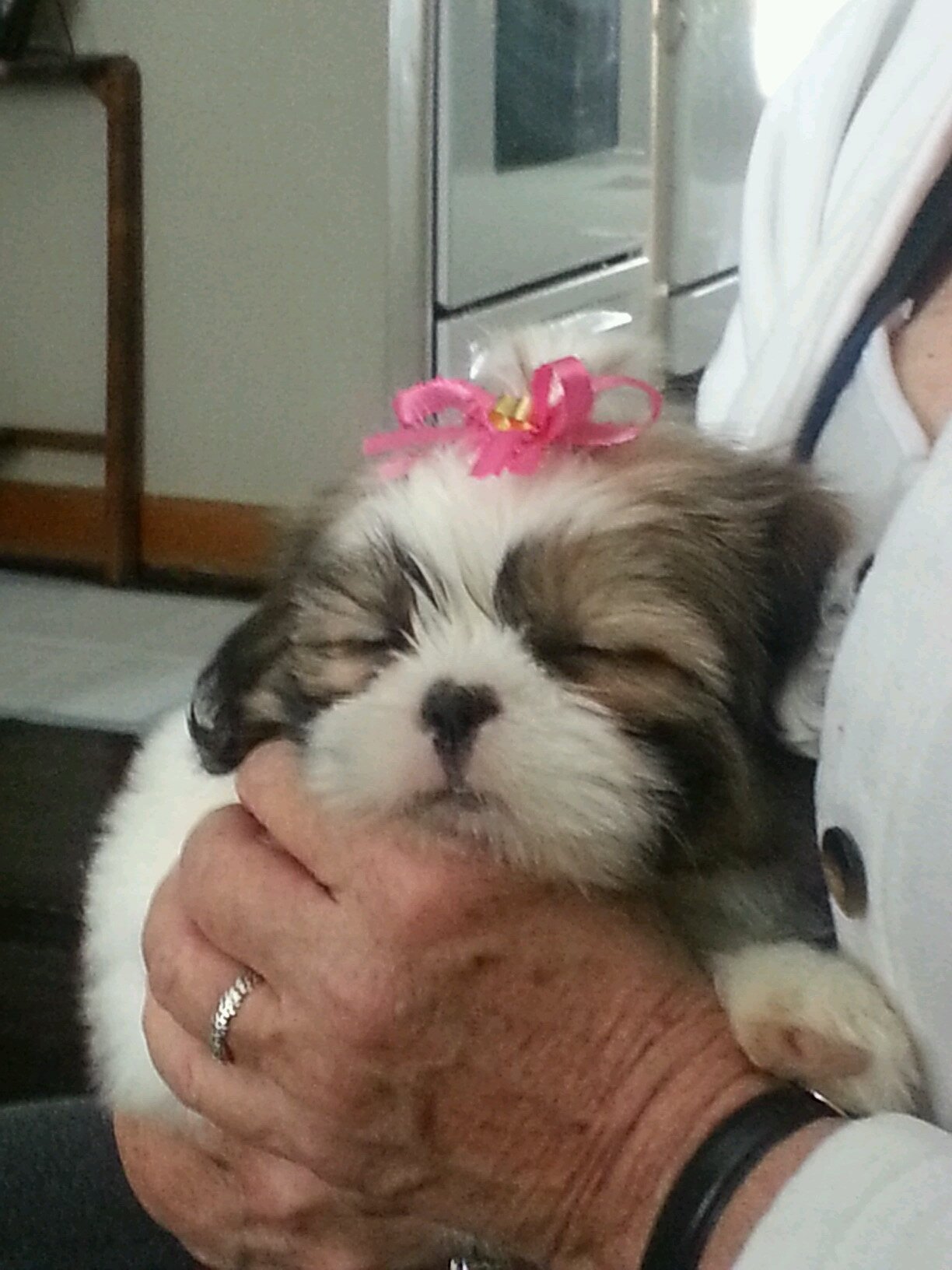 cindodo's profile picture. 