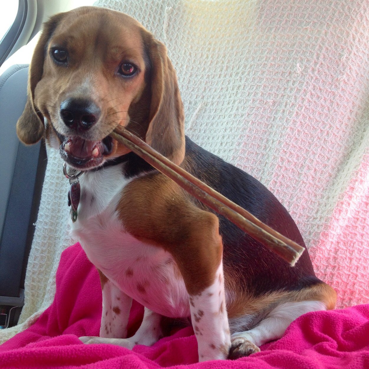2 year old naughty beagle who loves being chased, eating the kitty poo & snoozing under the covers.