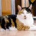 Brockdorff Lab (@brockdorfflab) Twitter profile photo Brockdorff Lab (@brockdorfflab) Twitter profile photo
