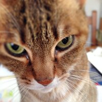 桐山暁（Akila Kiliyama) (@akiladawn) 's Twitter Profile