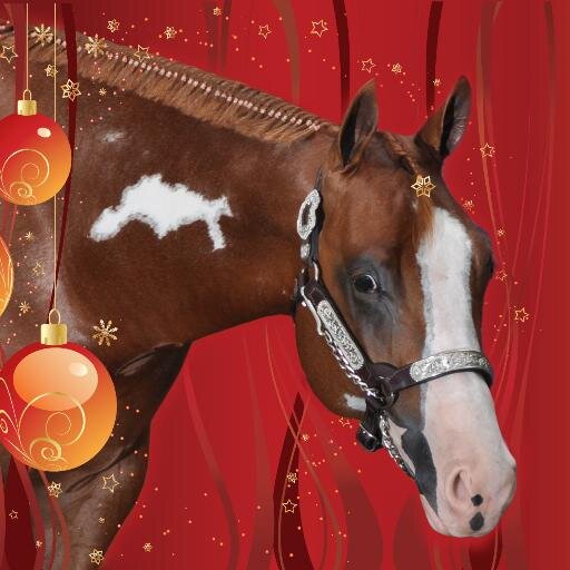 KasinoKasanova's profile picture. Double registered AQHA APHA stallion.