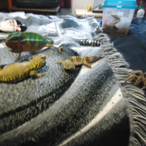 I collect inverts, turtles, tortoises, and lizards find my on YouTube at multiple channels but my main one is anaconda aaron, and at Instigram anacondaaaron1234