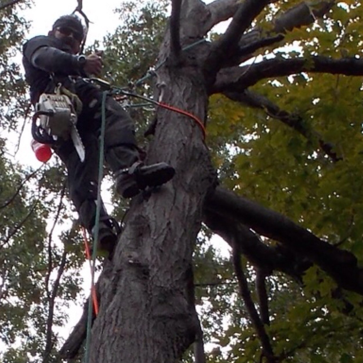 GregTreeMaster's profile picture. Looking for PROFESSIONAL Tree Service? Give us a Tweet! Thx for following the Best in the Business!