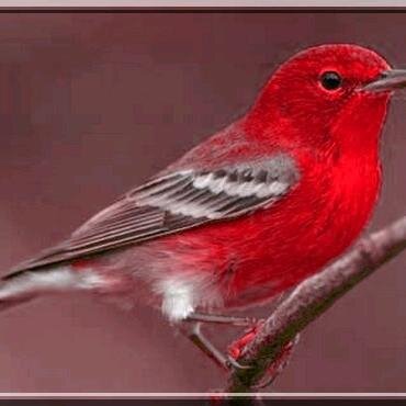 Loiseau Rouge At Loiseaurouge Twitter